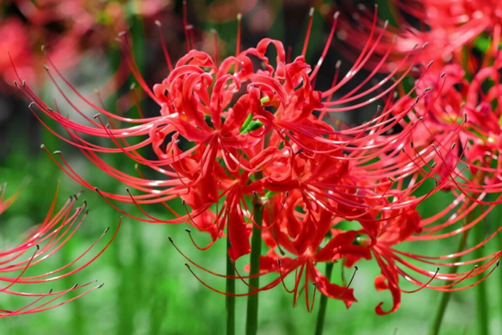 spider lily