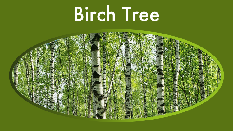 Birch tree