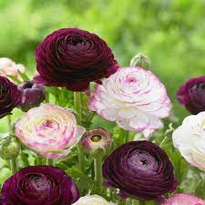 Ranunculus