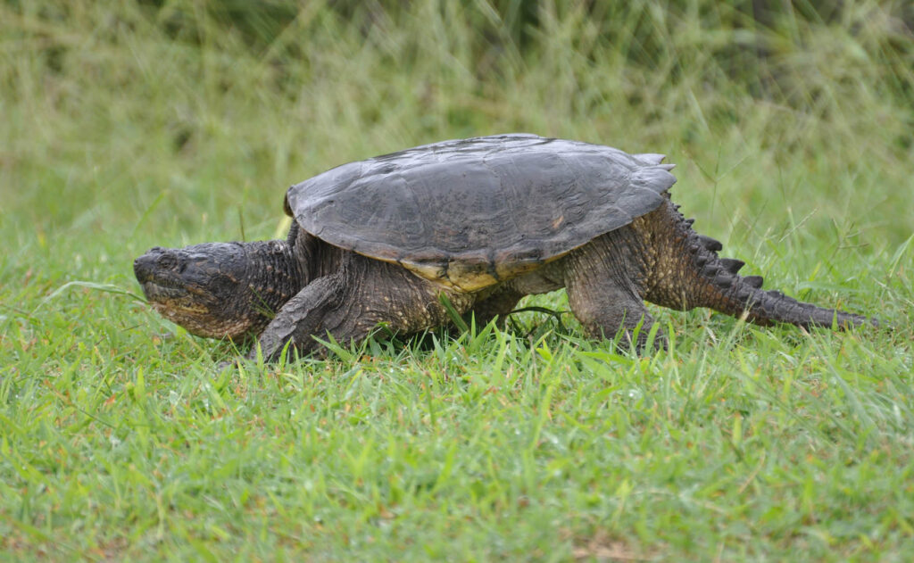 Snapping Turtles