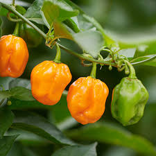 habanero