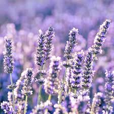 Lavender color