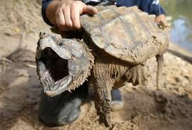 snapping turtles